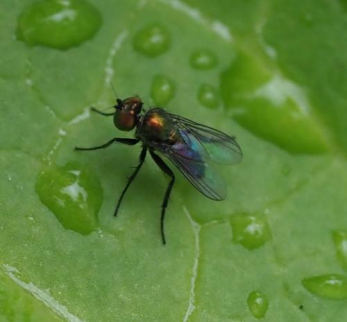 Chrysotus sp.